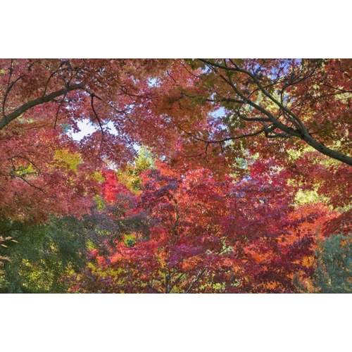 OR, Ashland Maple and chestnut trees in autumn